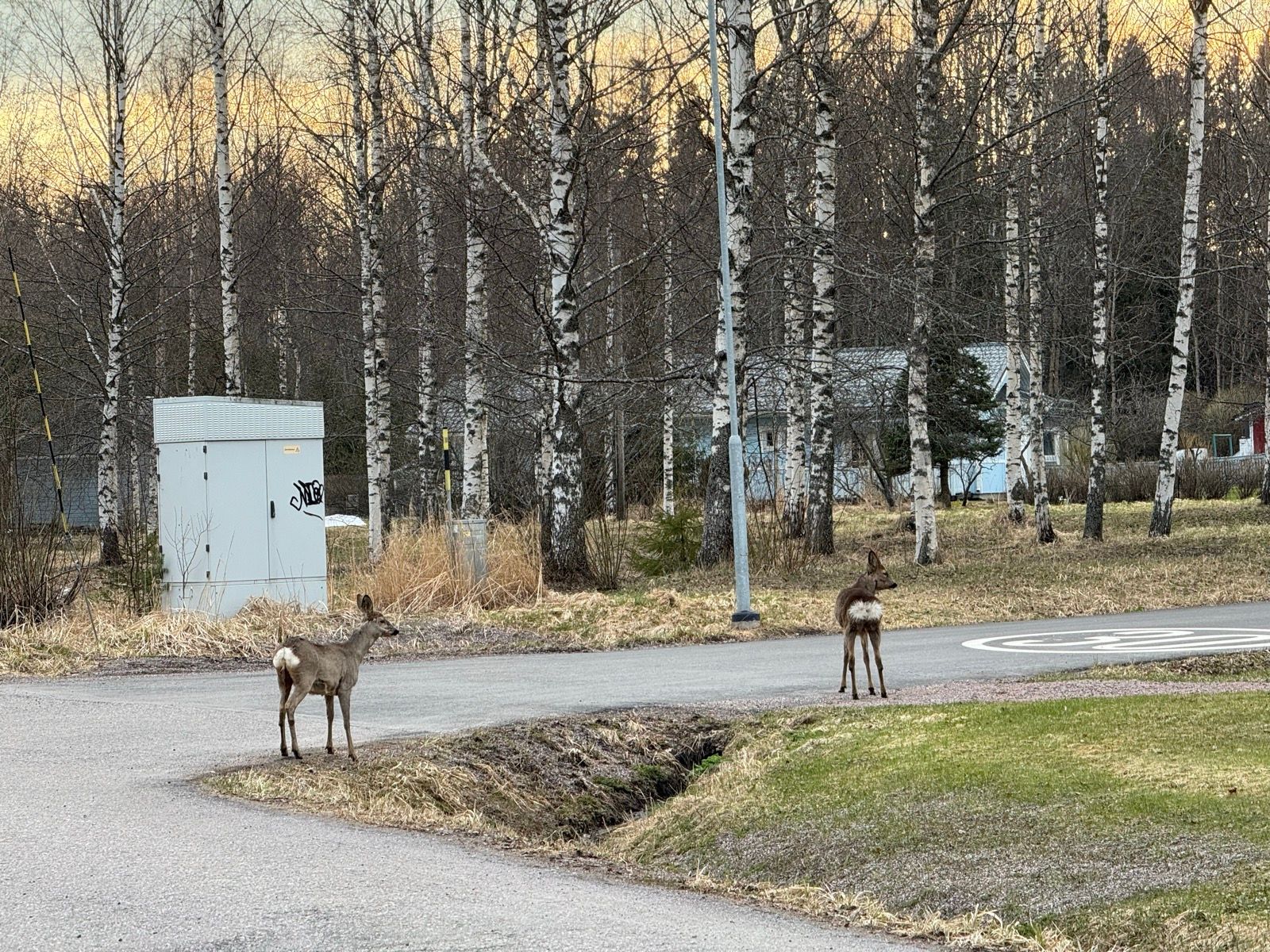 Kadonnutta kuntoa metsästämässä
